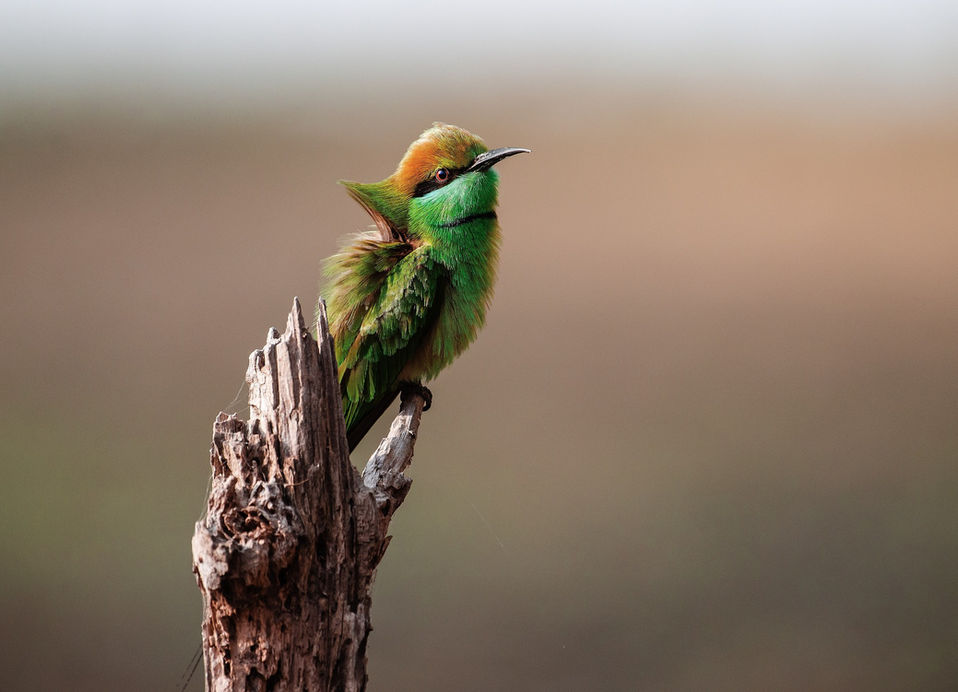bird-4293287_1920.jpg