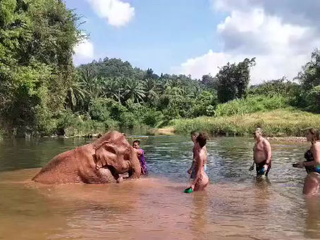 Elephant Bathing Khao Sok daily tour
