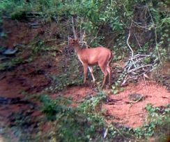 Khlong Saeng Wildlife Sanctuary Located in Tambon Takuk Nuea. Khiri Rat Nikhom District, Khao Phang Subdistrict, Kraison Subdistrict, Ban Ta Khun Subdistrict Surat Thani Province The terrain is a complex mountain range, height from 100 meters up, with the peak of Khao Wong, the highest peak of 1,272 meters, with a high slope as a limestone mountain.