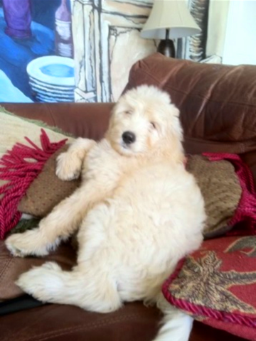 Baby Ziggy again!