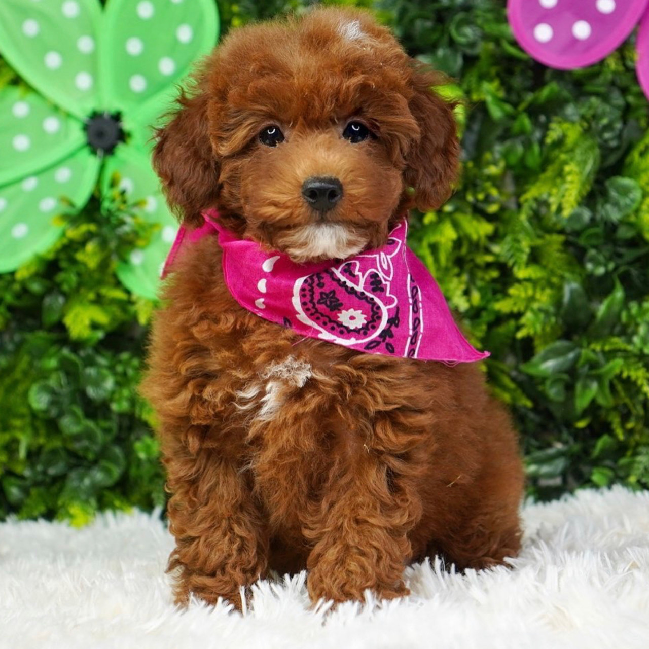 1 Goldendoodle Breeder In Usa Murphy S Doodles