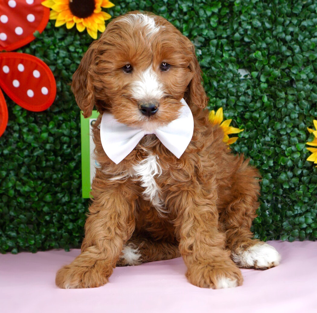 apricot aussiedoodle