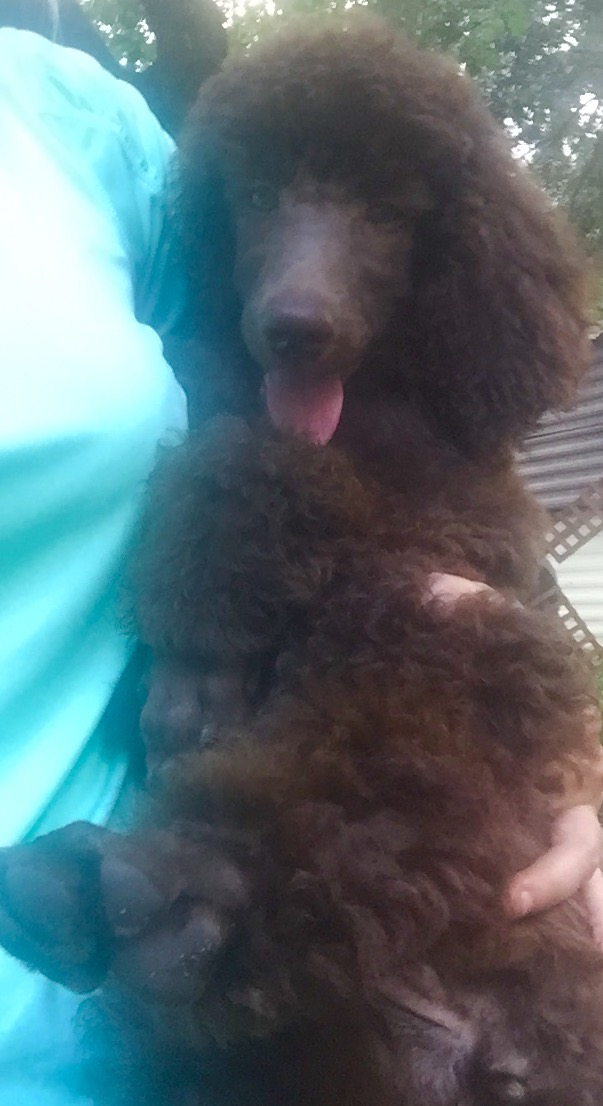 The gorgeous Cocoa as a puppy