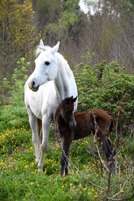 FM Fix with ZT Fantasybil