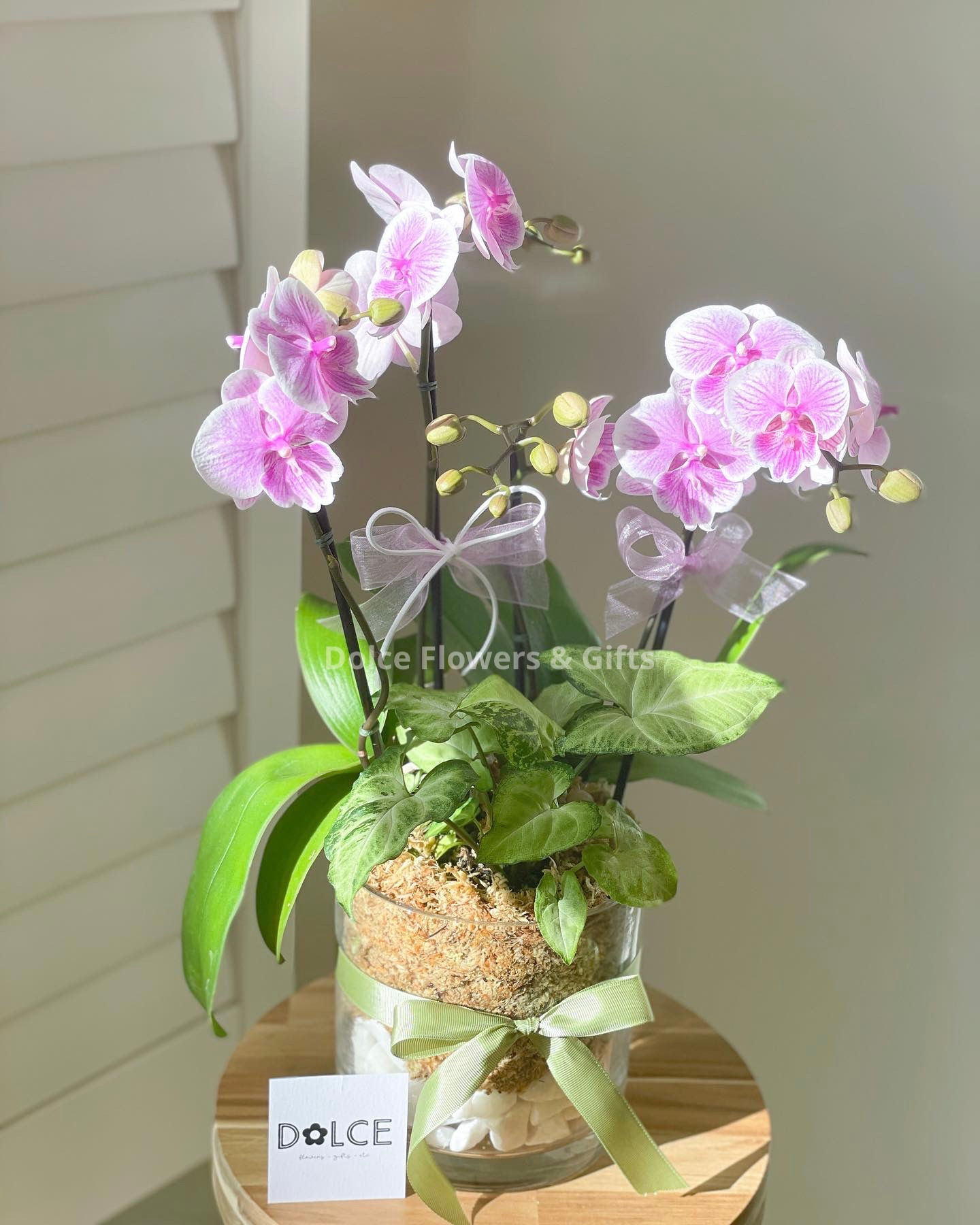 Orchid Oasis (with Indoor Plant)