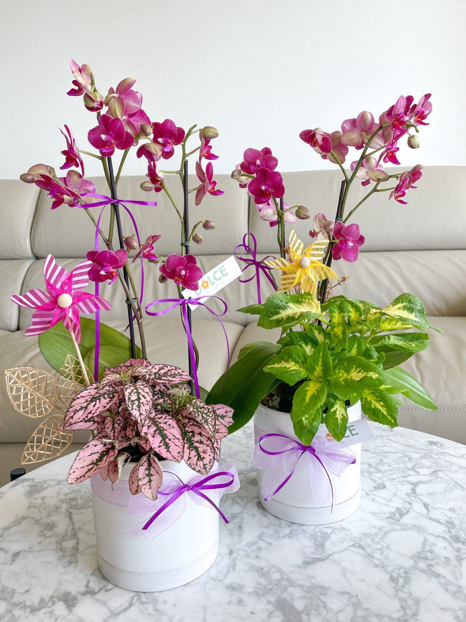 Thumbnail: Orchid Oasis (with Indoor Plant)