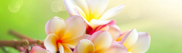 Flores IZI.jpg