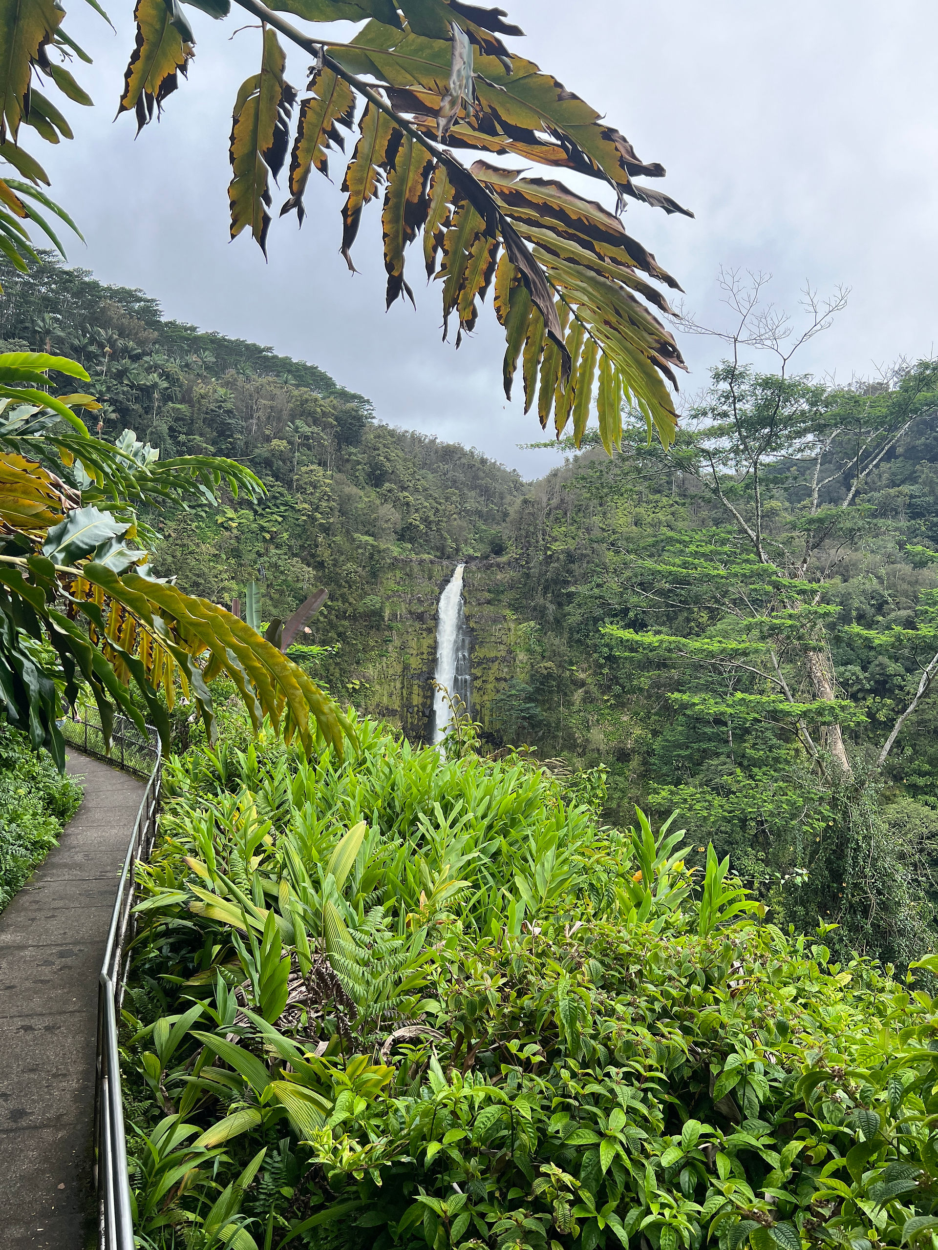 Cascade Akaka Falls - bereniceguren