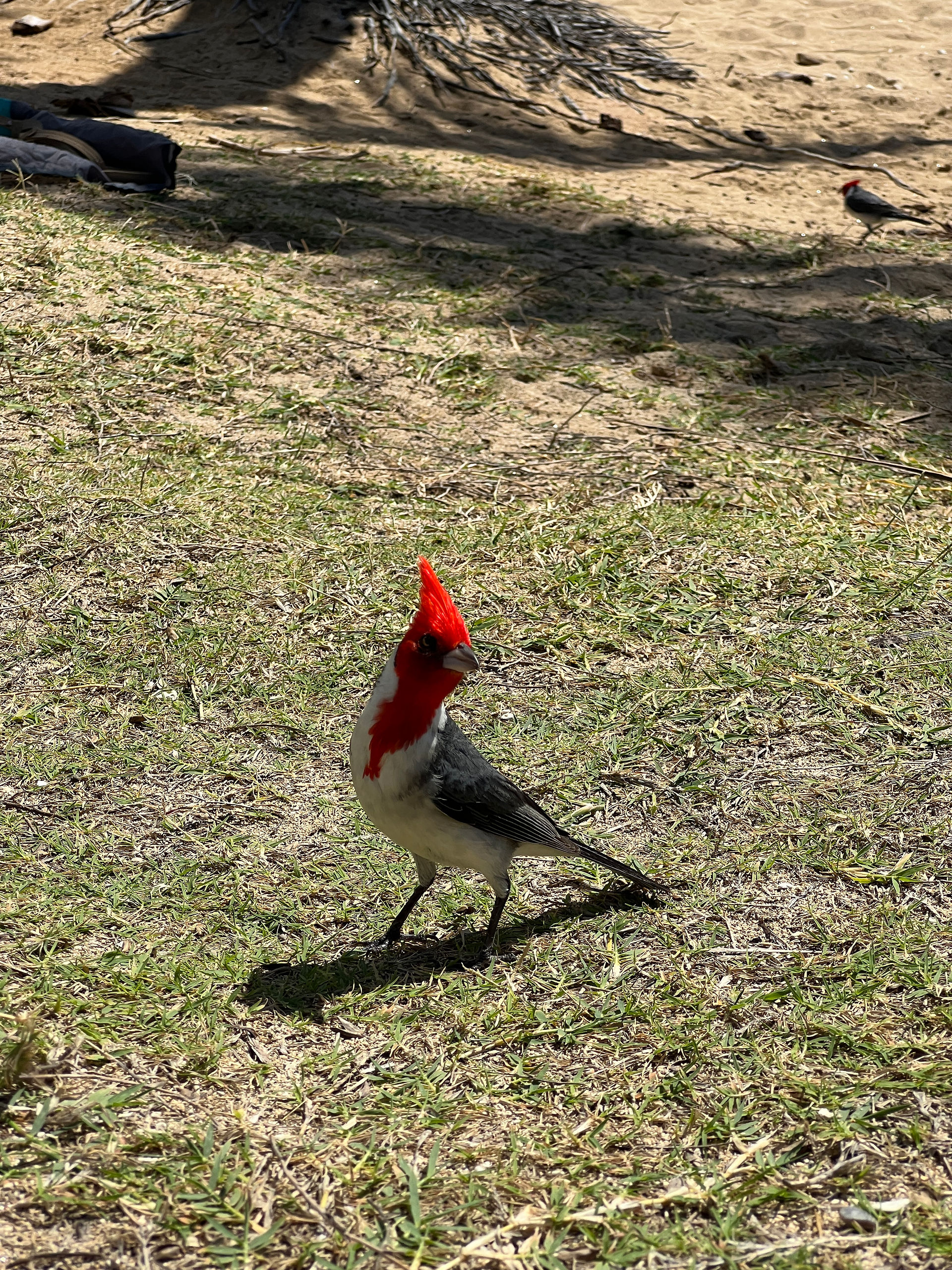 Oiseau rouge Hanauma Bay - berenieguren