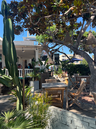 palmys cafe exterieur plantes et tables
