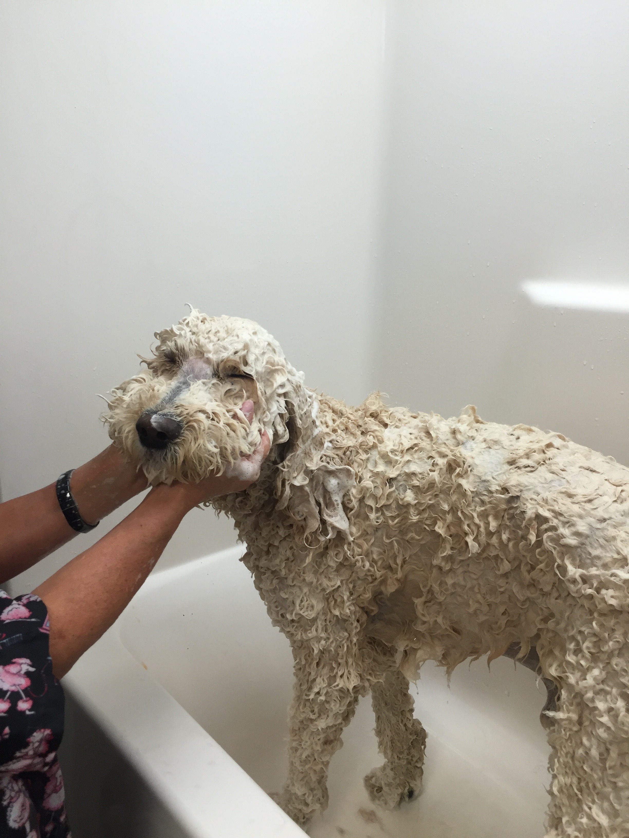 Goldendoodle - Before