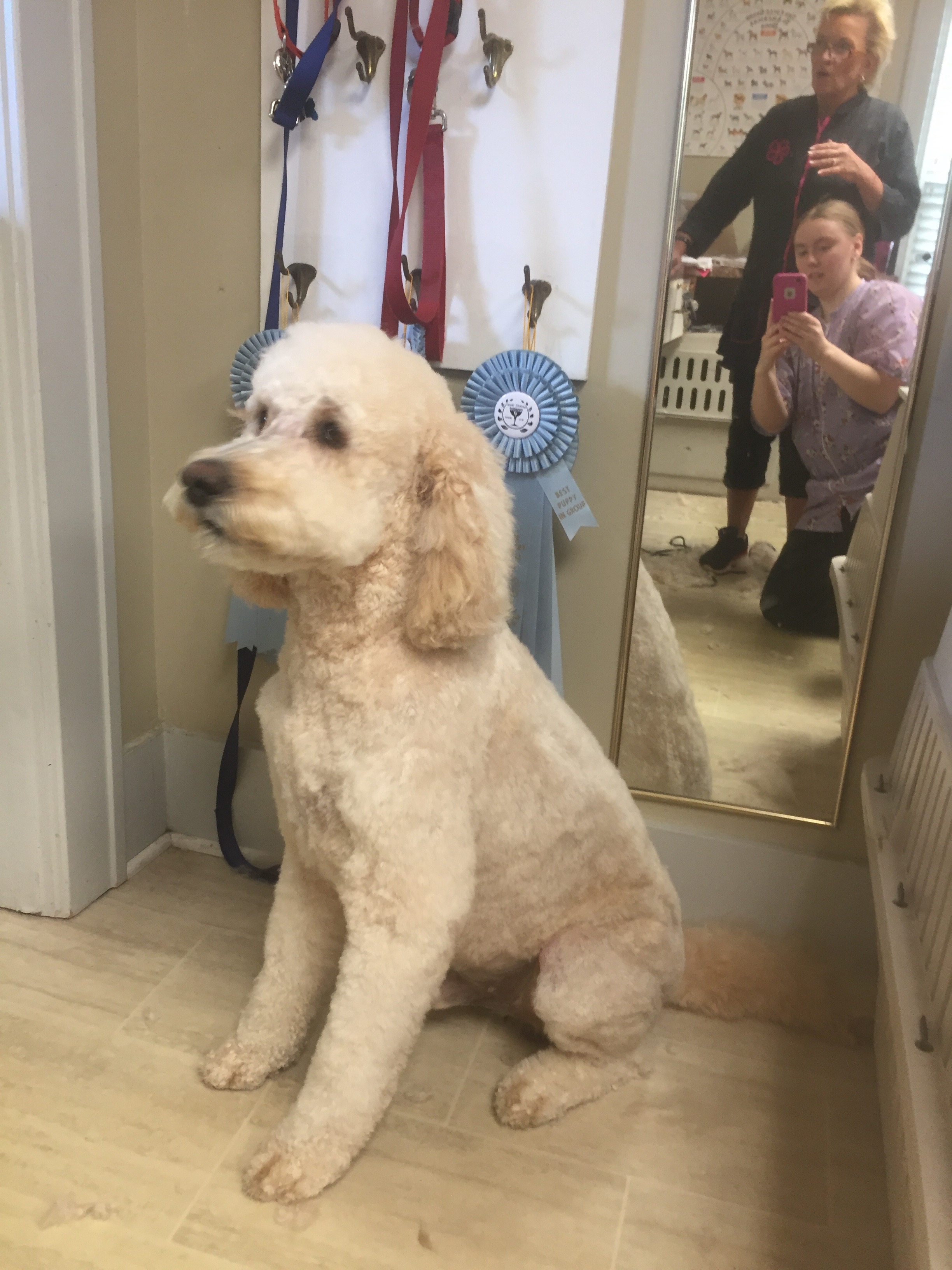 Goldendoodle - After