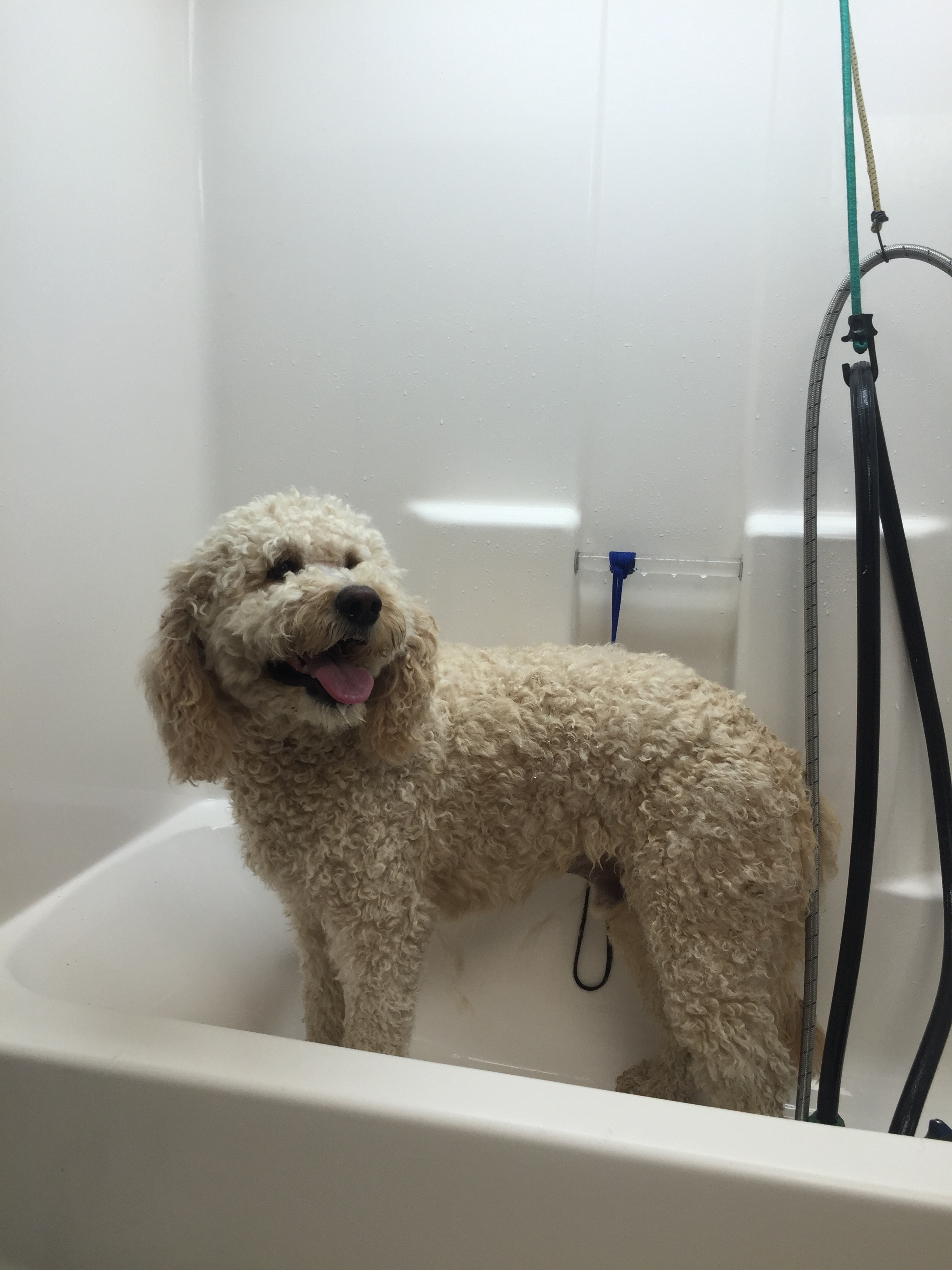 Goldendoodle - Before