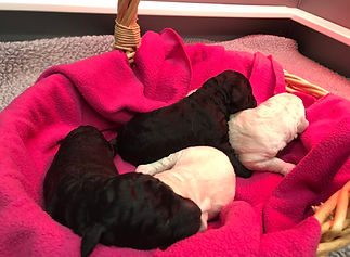 Poodle Puppies 2.jpeg
