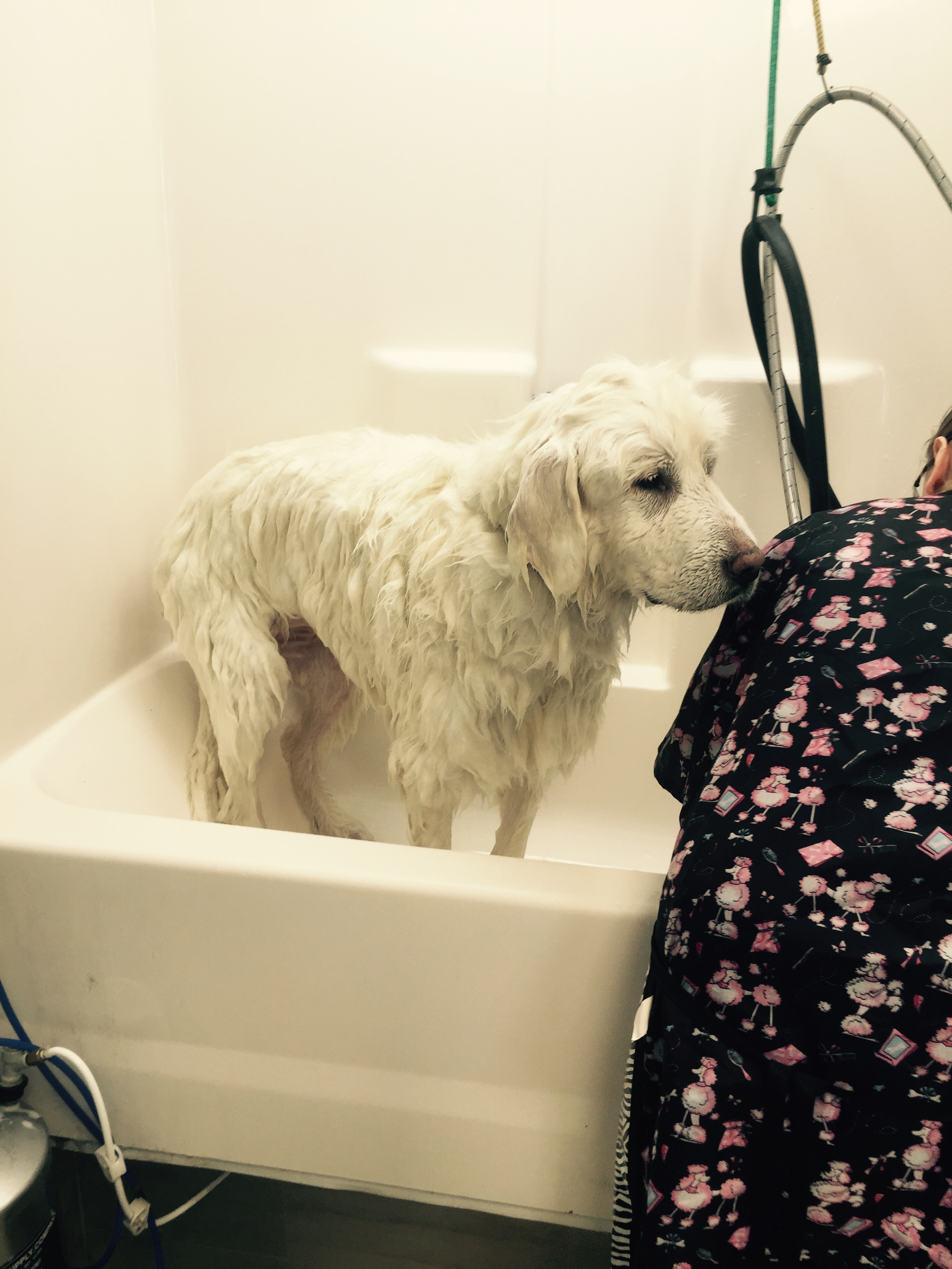 Grooming @ Fluffy Puppy Grooming Spa