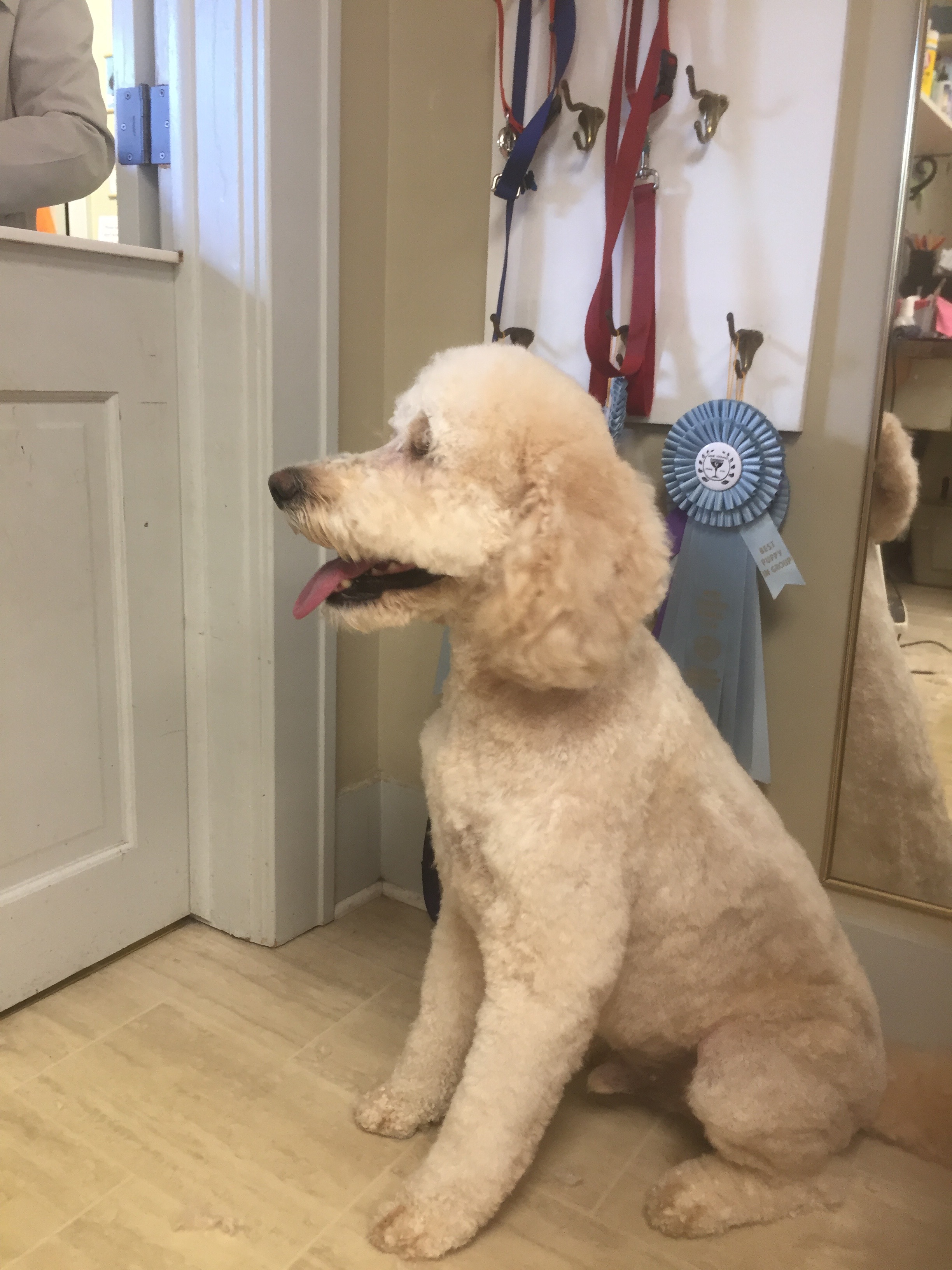 Goldendoodle - After