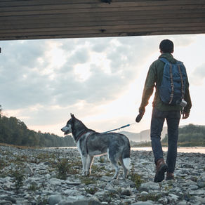 Voyager à l'étranger avec son chien