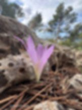 A delicate autumn crocus blooms among the rocks along the GR221 trail in Mallorca’s Tramuntana mountains.