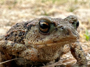 toad