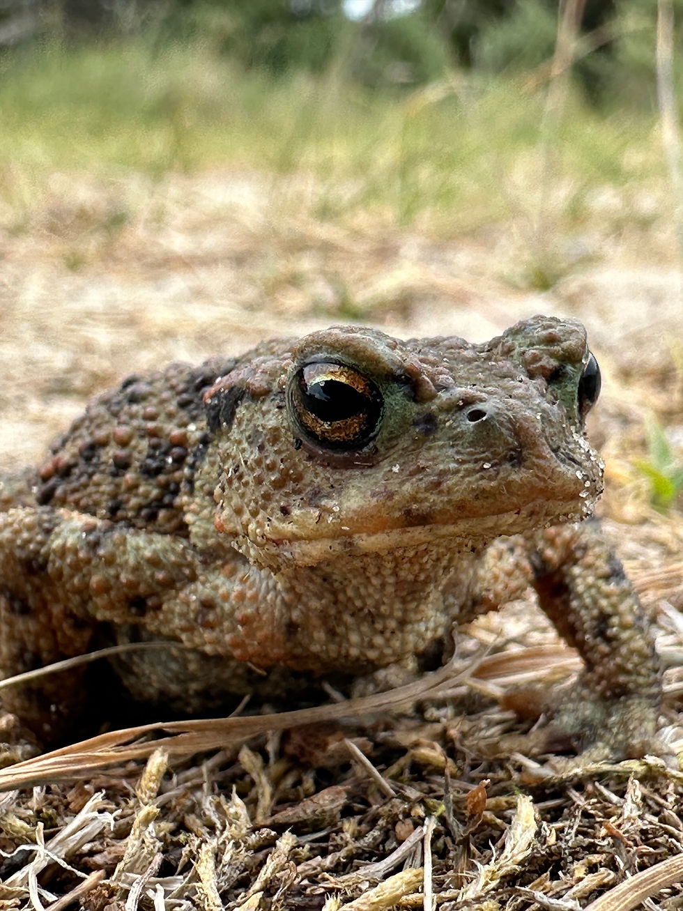 toad