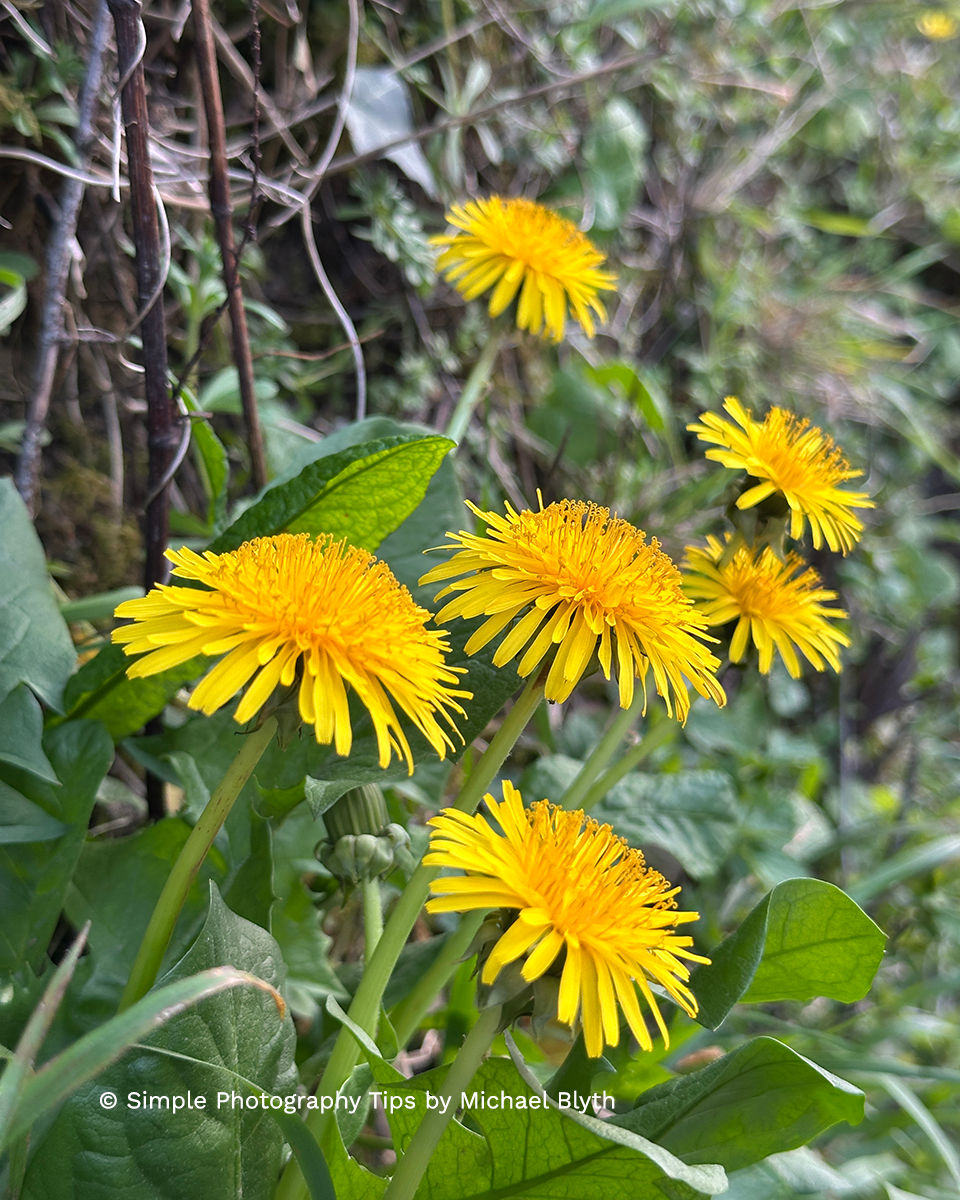 Dandelions photographed with focus on a different flower head to change the image balance