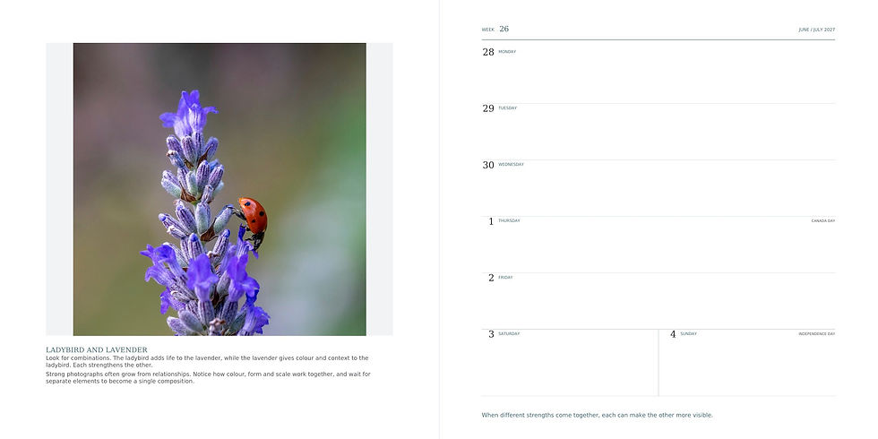 Calendar page titled Ladybird and Lavender shows a red ladybug on purple lavender beside June/July 2027 weekly dates.