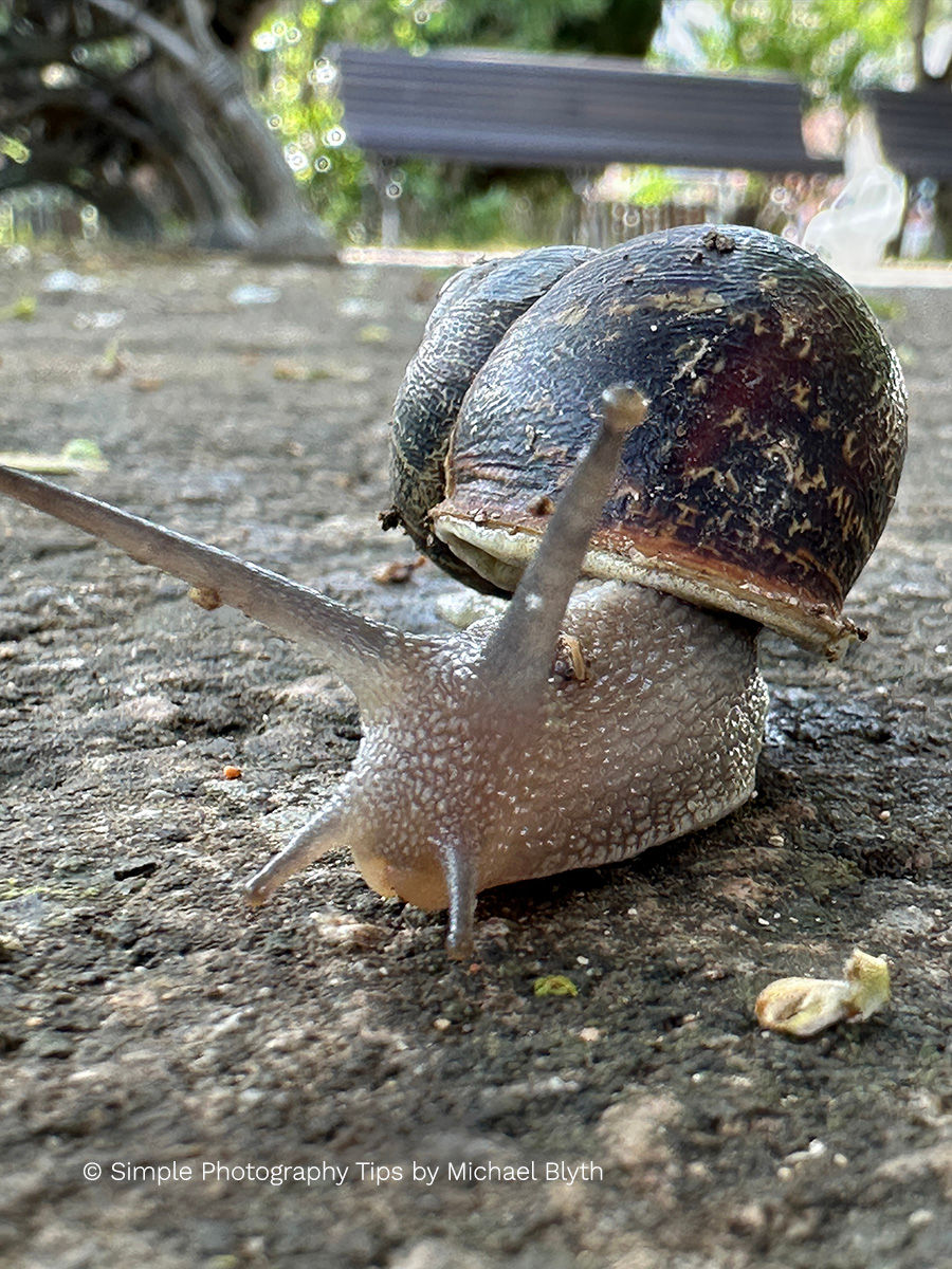 Close-up photograph of a snail at ground level, used to show how important it is for the eyes to be in focus in a successful ima Eyes are out of focus