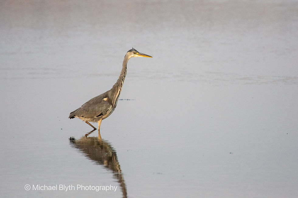 Grey heron (Ardea cinerea) wading in shallow water at Sturt Pond, with its reflection visible on the surface and a duck in the background — UK bird and wildlife photography.
