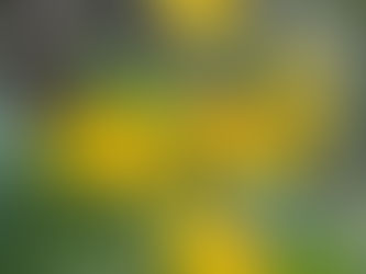 Dandelions as examples of focal point