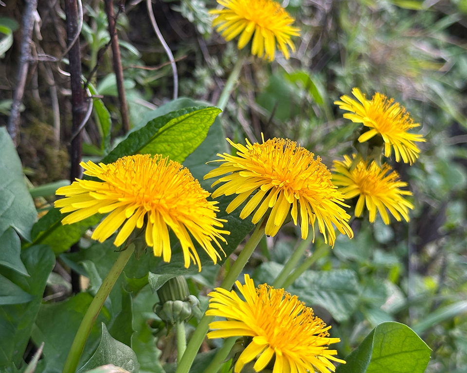 Dandelions as examples of focal point