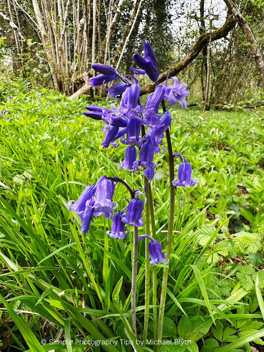 Close view of a cluster of bluebells in flower at Garston Wood with woodland greenery behind