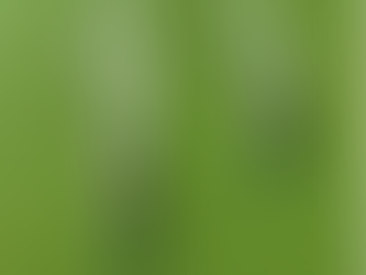 Kayaks in action in Seville