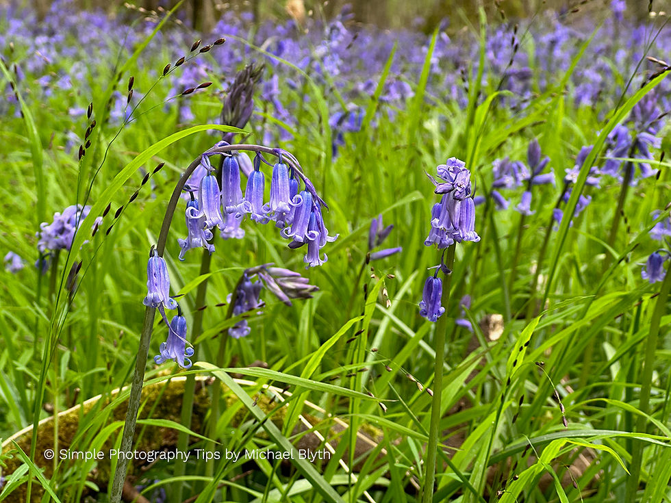 Wide view of a bluebell-covered woodland floor at Garston Wood in spring