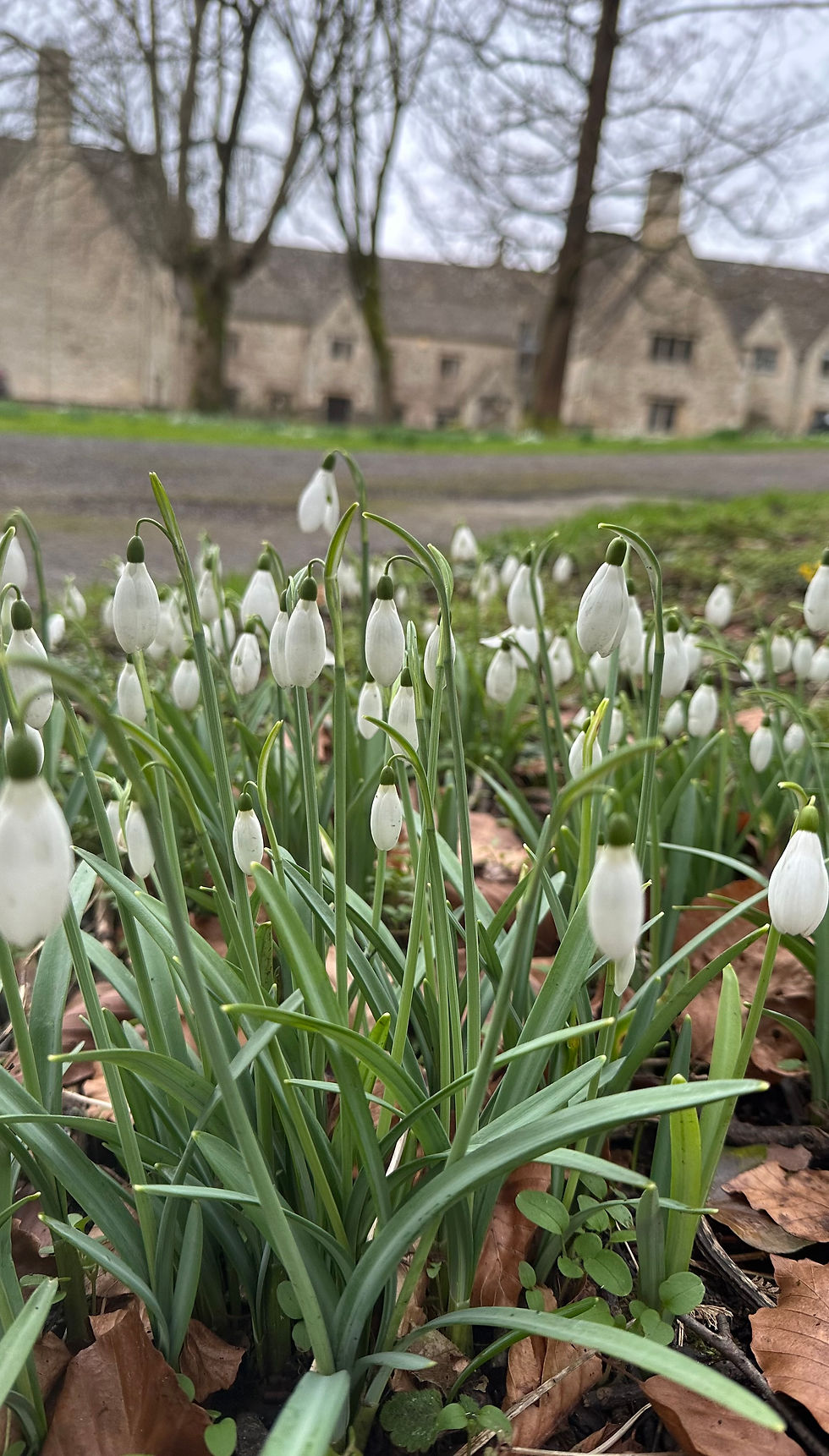 A series of images linked to a discussion about photographing snowdrops