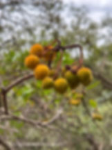 Bright fruit of the strawberry tree (Arbutus unedo) seen along the GR221 trail between Esporles and Valldemossa, Mallorca.