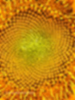 Close-up of a sunflower center, displaying intricate spiral patterns in vibrant yellow and green. Text: "© Michael Blyth Photography".