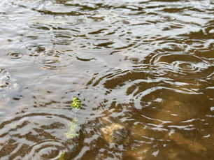 Raindrops falling in puddle