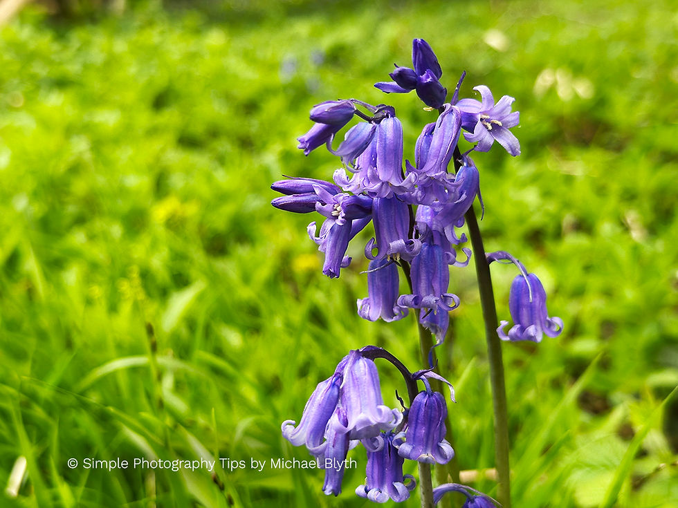 Close-up of bluebells with a blurred green background showing shallow depth of field at Garston