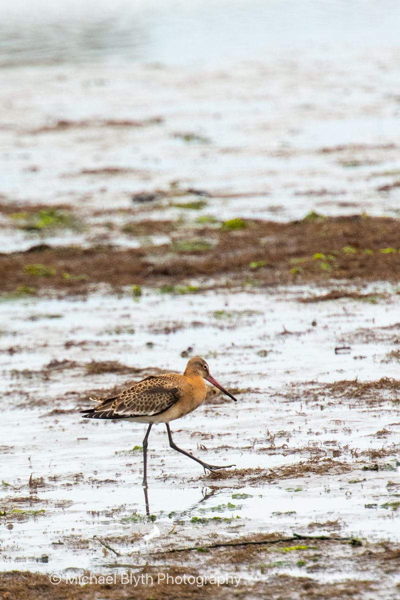 Black-tailed Godwit with a long beak walking on a muddy, shoreline near water. Overcast sky creates a muted mood.