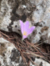 Close-up of an autumn crocus along the GR221 – one of the many small details that make walking holidays in Mallorca memorable.