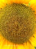 Close-up of a sunflower's yellow center with detailed seeds and petals. Bright and vivid, conveying a sense of warmth and summer. © Michael Blyth Photography