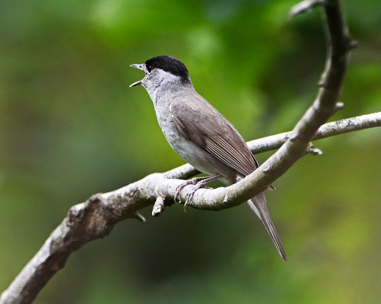 Blackcap singing on a branch in soft green woodland light – Friday Image With Words