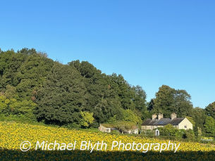 field of sunflowers © Michael Blyth Photography