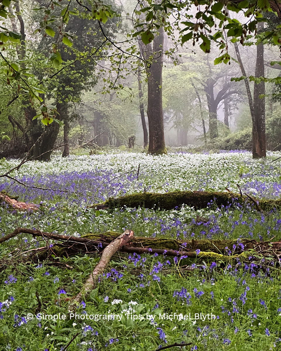 Misty spring woodland filled with bluebells and wild garlic creating soft atmospheric depth through the trees.