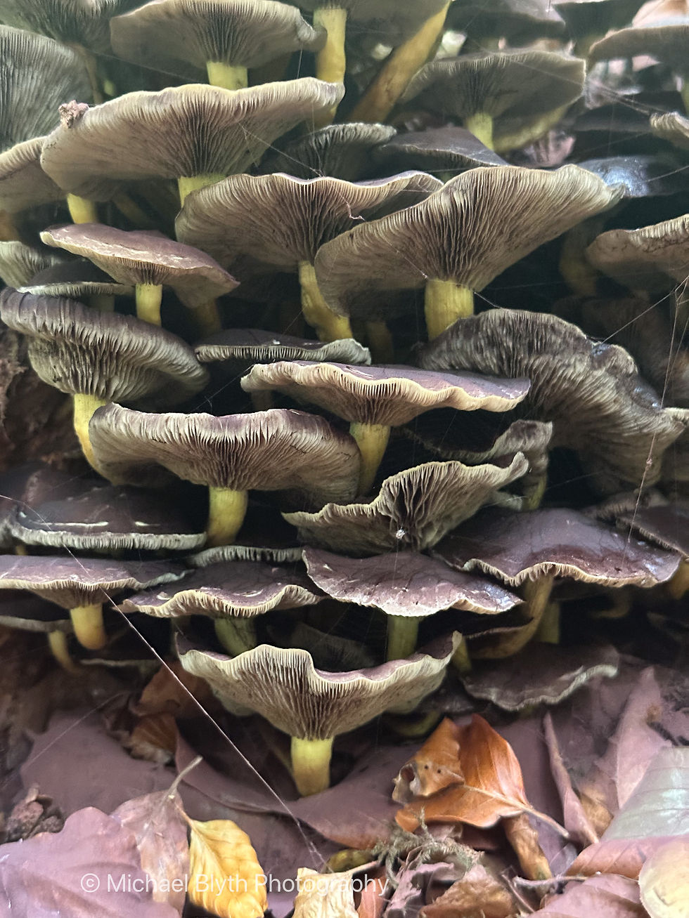 Cluster of brown mushrooms with yellow stems growing among fallen leaves in a forest setting. Mushrooms have distinctive gill patterns.