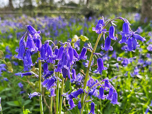 Backlit bluebells in evening light at Garston Wood