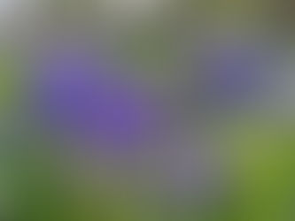 Backlit bluebells in evening light at Garston Wood