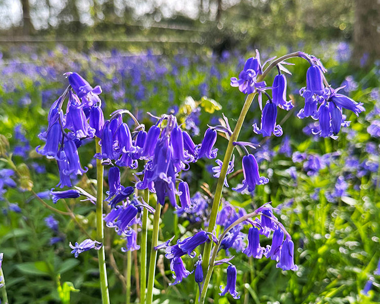Backlit bluebells in evening light at Garston Wood