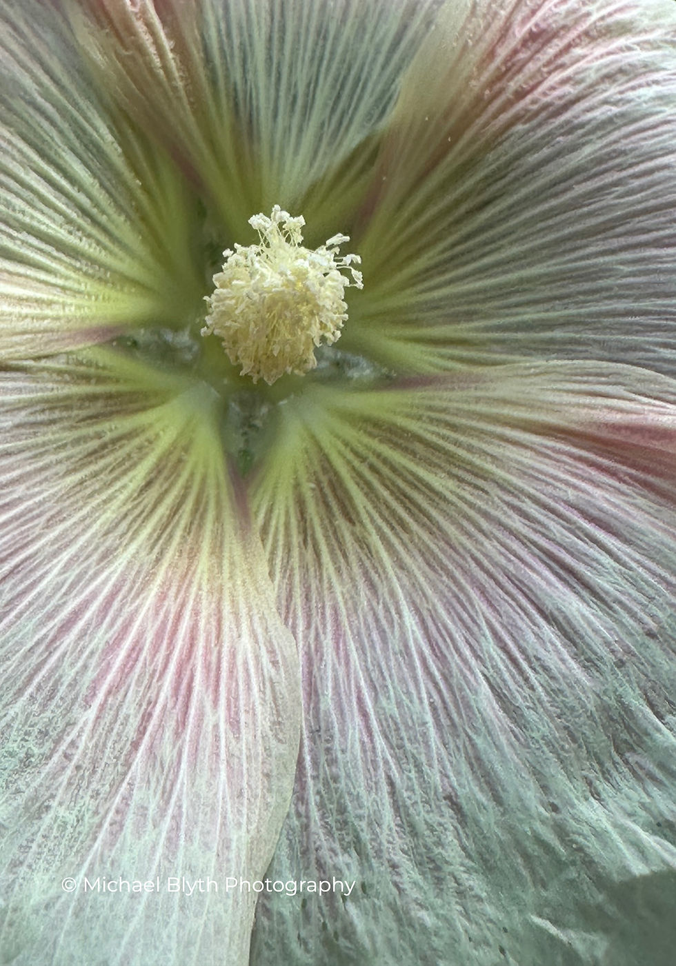 Close-up of a soft pastel hollyhock flower with delicate pink and cream petals radiating from a detailed stamen, capturing the gentle joy of colour – Michael Blyth Photography.