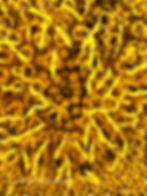 Close-up of vibrant yellow sunflower center with tightly packed florets. The texture is detailed, creating a lively, natural pattern. © Michael Blyth Photography